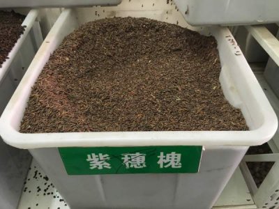 紫穗槐可以扦插吗？