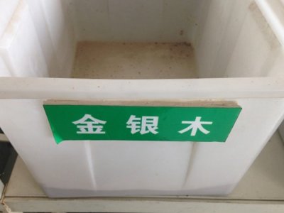 什么时候播种金银木种子比较好？