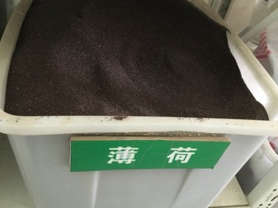 薄荷的香味很浓吗？