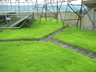 什么季节适合栽植佛甲草？