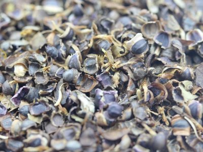 金鸡菊能过冬吗？