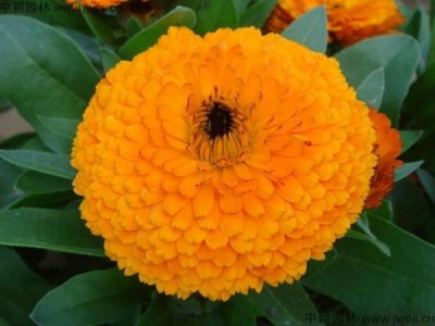 金盏菊是宿根花卉吗？