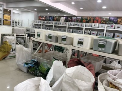 格桑花第二年需要再播种吗？