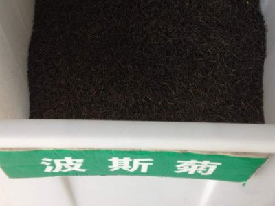 波斯菊种密集了可以吗？