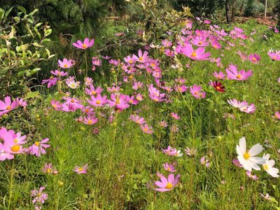 波斯菊一年四季都开花吗？