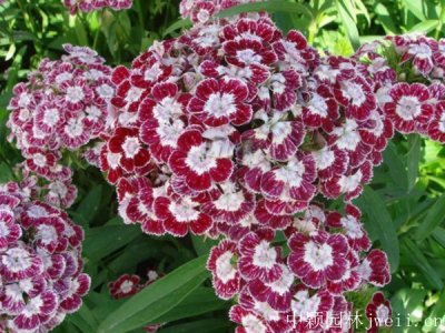五彩石竹是宿根花卉吗？