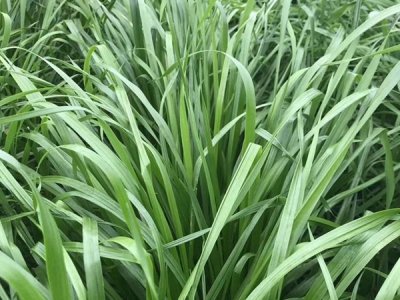 冬牧70黑麦草的缺点