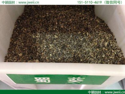 蜀葵6月可以播种吗？