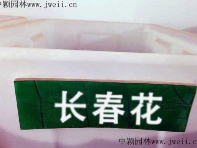 长春花北方能种吗？