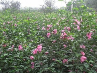木槿花树吉林省能栽吗？