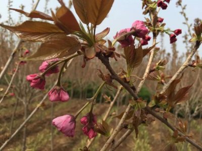 江西能种樱花吗？