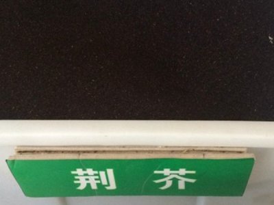 荆芥七月份还能种植吗？