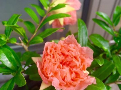 花石榴七月播种可以吗？