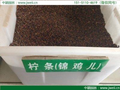 宁夏七月份能种柠条吗？