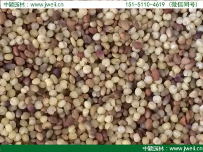 酢浆草六月份可以种吗？