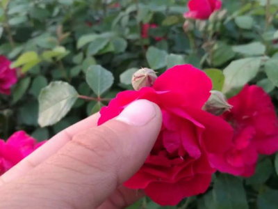 蔷薇种子夏季能播种吗？
