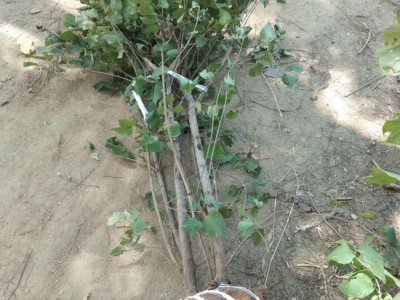 丁香花夏天可以移载吗？