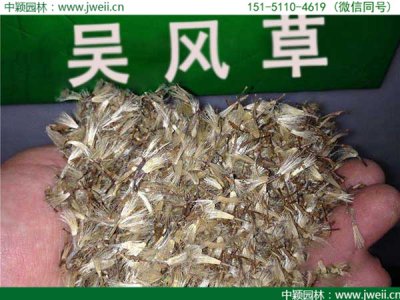 大吴风草现在可以种播吗？
