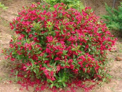 红王子锦带花耐寒吗？