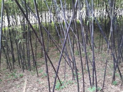 6月可移载竹子吗？