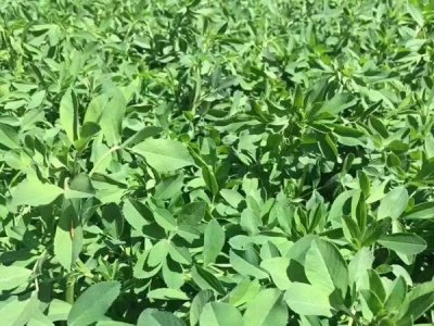 苜蓿草南方可以种吗？