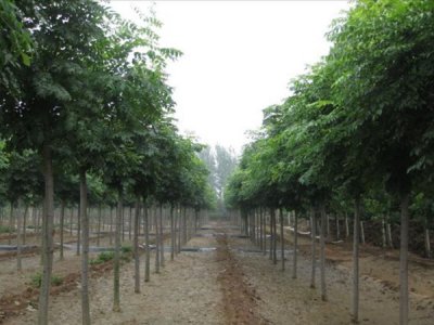 栾树六月可以种植吗？