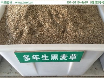黑麦草真的是一年四季常绿吗？