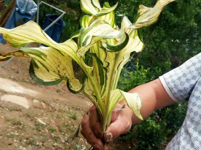 玉簪在北方可以种植吗？