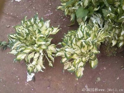 玉簪可以种在树荫下吗？