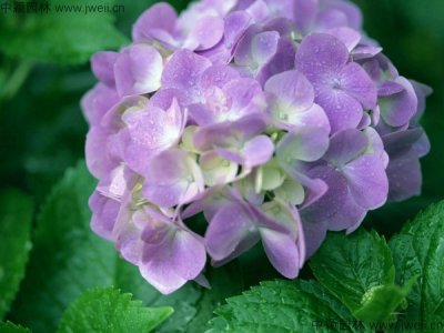 绣球花香吗？
