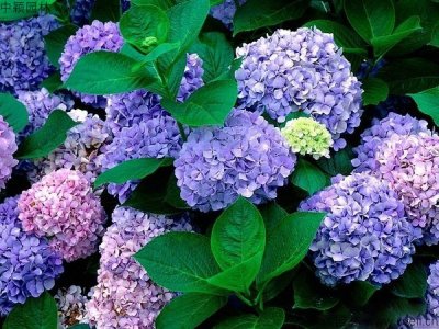 绣球花可以在北方种吗？