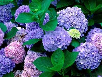 绣球花一年四季都开花吗？
