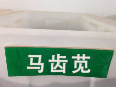 马齿苋一年四季都可以种植吗？