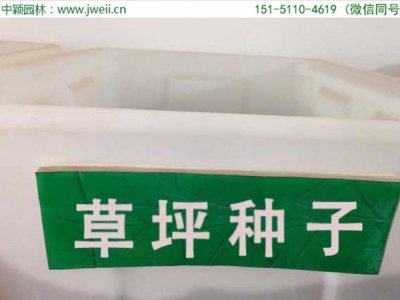 草坪种子价格是多少钱一平方？