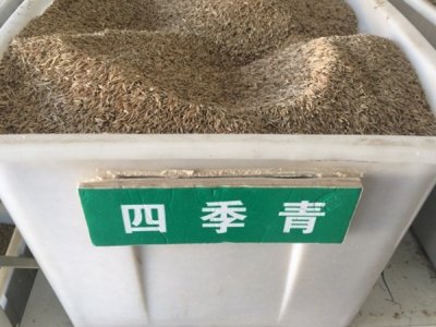 四季青草坪种子耐寒吗？
