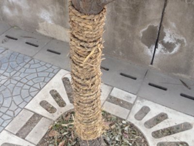 草绳是干嘛用的？