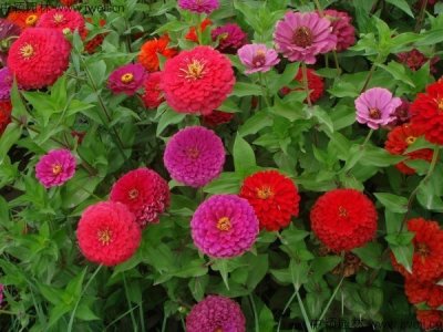 花种子百日草什么时候种？