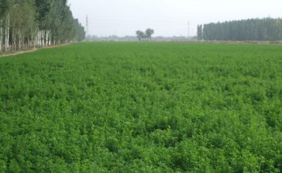 苜蓿的栽培技术