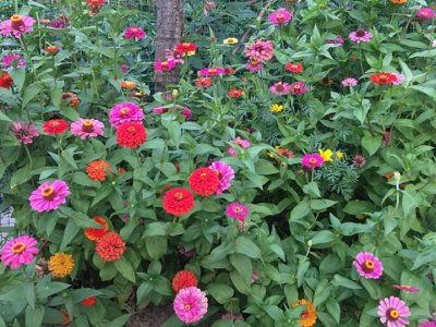 百日草花种子适合什么天气？