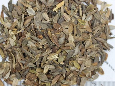 百日草花种子发芽后什么时候地栽呢？