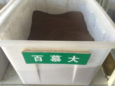 果岭草和百慕大是一个品种吗？