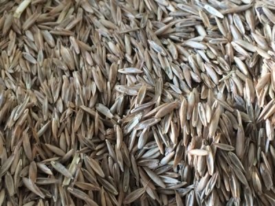 北京那里购买草坪种子