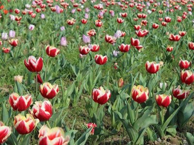 矮棵草花种子哪里有卖？