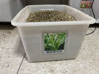 墨西哥玉米草种子哪里有卖？