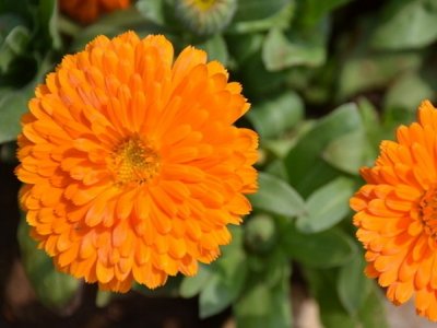 草花种子播种方法