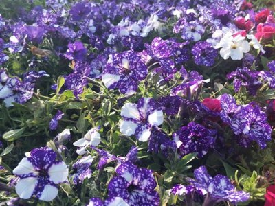 进口一二年生草花种子