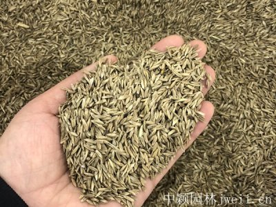 溧水绿化草坪种子批发