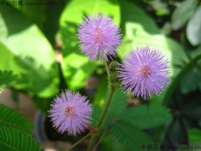 含羞草花种子在哪里？