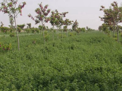 苜蓿地里适宜种植什么果树？