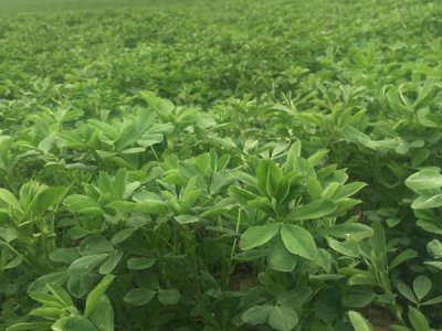 散养200蛋鸡种植多少苜蓿？